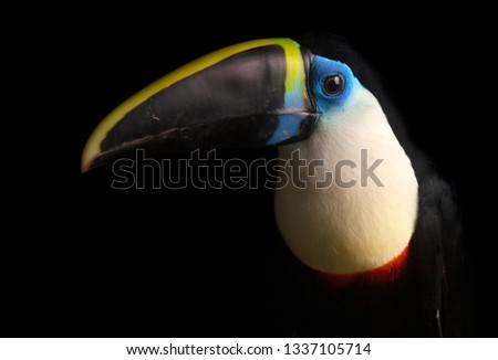 Channel-billed Toucan - Ramphastos vitellinus
