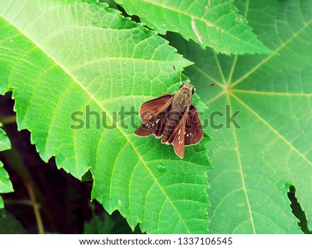 A picture of a Moth on a green leaf. Brown coloured Moth.