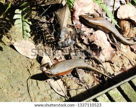 Skinks on the move in the woods ground, sometimes sunning, sometimes crossing 