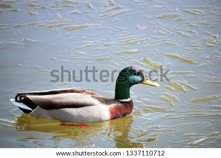 A side view of a male mallard swiming in icy water