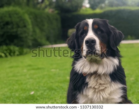 Adorable bernese mountain dog portrait sitting in the garden