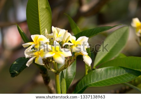 Plumeria is national flower of Lao PDR