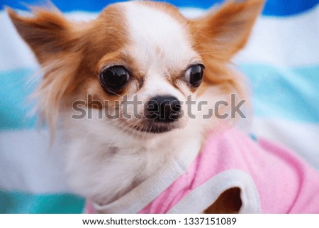 Happy smile and cute chihuahua dog seeing something outdoor on the human hug