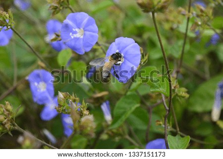 Honey Bee collecting pollen from flower