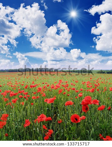Summer Landscape with a field of red poppies