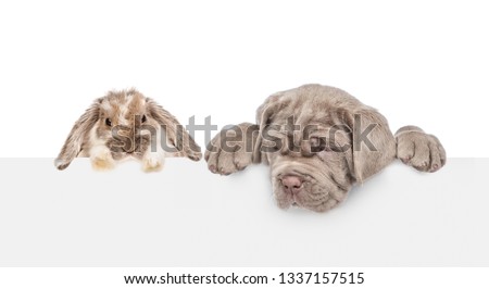 Dog and rabbit above empty white banner. isolated on white background. backdrop with empty space for text