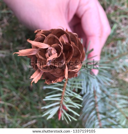 Rose pine cones