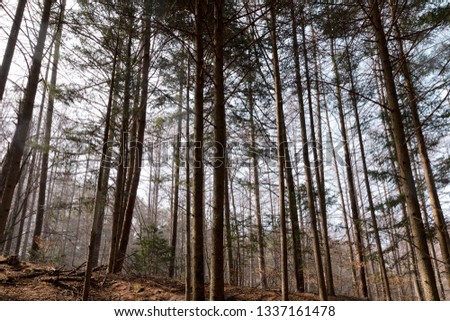 fir tree nature fir wood pyeongchang