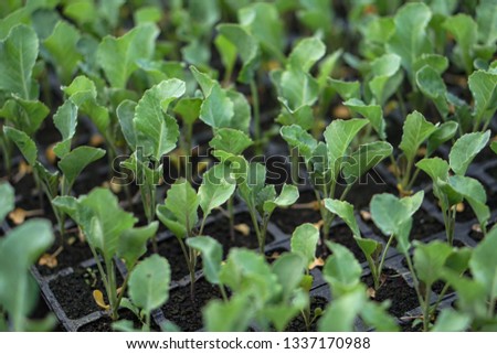 Selective Close-up of green seedling. Green salad growing from seed Farm garden in a greenhouse with watering plants. Stock background, photo