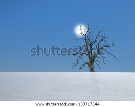 lonesome dead tree in winter in a snowy field