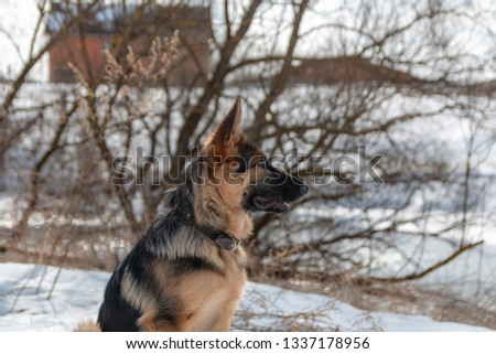 German shepherd puppy 5 months