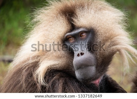 Gelada Monkeys, Simien Mountains,  Ethiopia