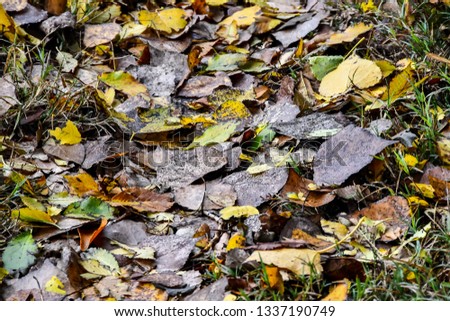 autumn leaves on ground, beautiful photo digital picture