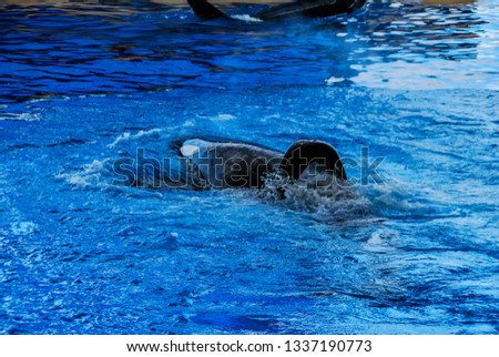 dolphin in the water, beautiful photo digital picture