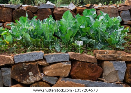 Cauliflower plants growing in a raised vegetable garden bordered with rocks. Royalty-Free Stock Photo #1337204573