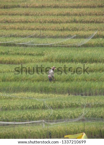 Indonesian Rice Fields 