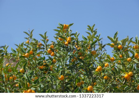 Shot of a Kumquat  growing on a tree