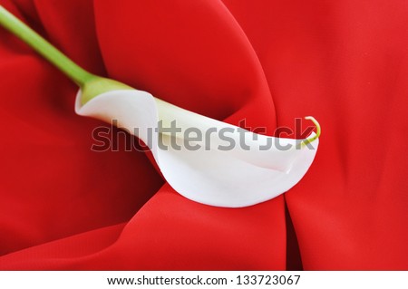 red graceful fabric and   white  calla lily  close up