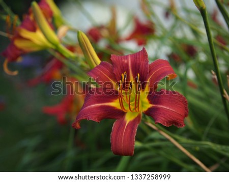 Day lily flower, in the garden.