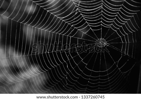 Spider web in the darks. 