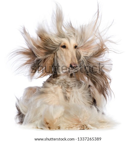 Afghan hound Dog  Isolated  on white Background in studio