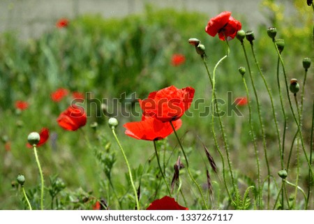 Green field with red poppies