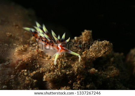 Nudibranch Caloria indica. Picture was teken in Ambon, Indonesia