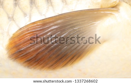 Carp fish fin as background .