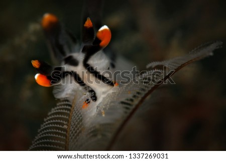 Nudibranch Thecacera picta. Picture was teken in Ambon, Indonesia