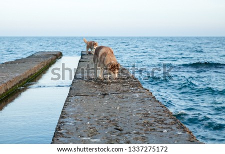 two husky dogs on the pier on the beach hunting for seagulls and looking for fish