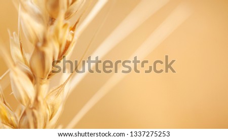 ears of wheat background