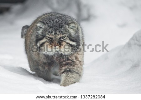 A beautiful but severe fluffy and angry wild cat manul is walking in the snow right at you full face, a white snow background.