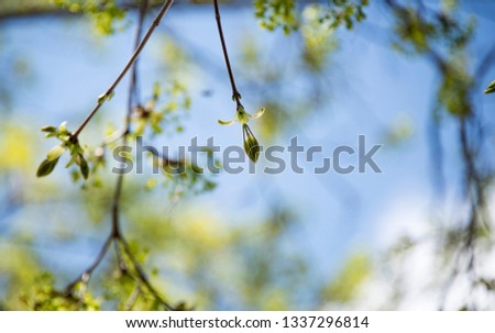 Budding tree branches in the spring