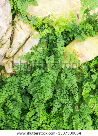 green fresh of Delta maidenhair fern with rock in the garden