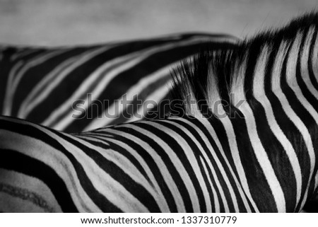 African Zebra Print