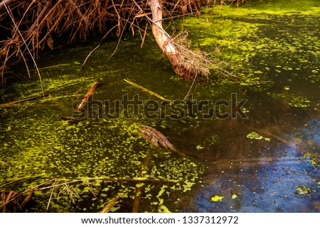 a small pool of stagnant water with green foliage at the desert.
Ein Ovdat nature reserve in the desere, Israel.