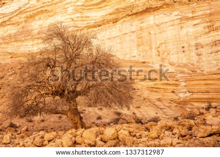lonly tree on stone background Ein Ovdat nature reserve in the desere, Israel.