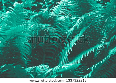 Beautiful view of fern plant in turquoise color. Forest turquoise colored  fern plants.