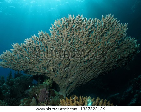 Table coral in the Red Sea.                