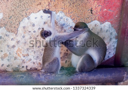 A couple of monkeys playing together beside wall. Animals