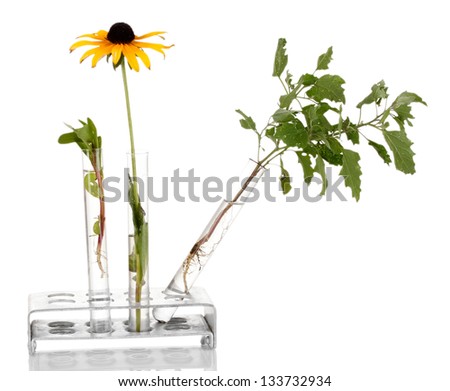 Test-tubes with a transparent solution and the plant isolated on white background close-up