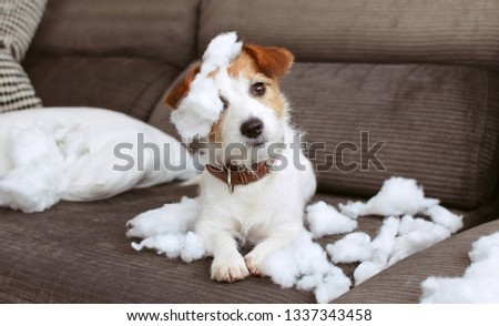 FUNNY DOG MISCHIEF. NAUGHTY JACK RUSSELL HOME ALONE AFTER BITE A PILLOW. SEPARATION ANXIETY CONCEPT Royalty-Free Stock Photo #1337343458
