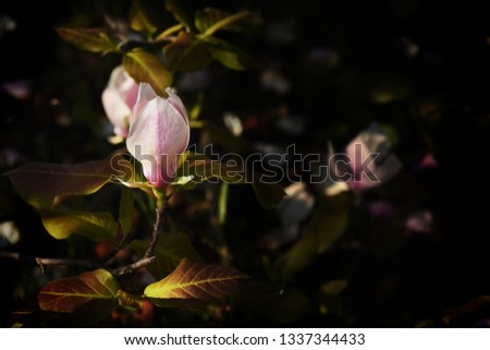 Flowering pink magnolia. Dark photo in the spring garden.
