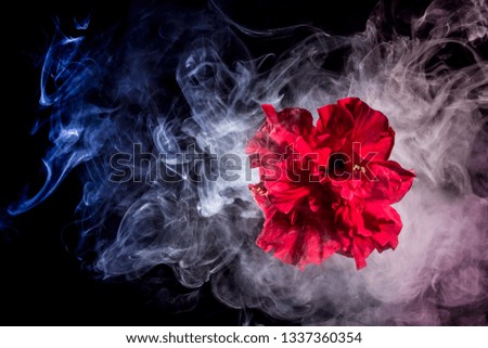red tea rose flower in clouds of multicolored smoke on isolated black background with flash