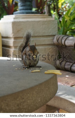 squirrel eating french fries in the park