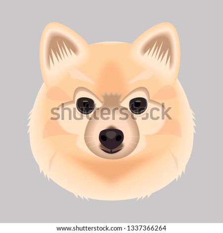 Spitz dog face drawing, vector illustration on a gray background