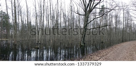 Birch forest in early spring, trees in the water