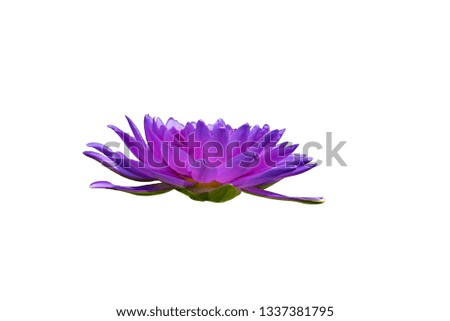 Beautiful violet lotus flower or water lily blooming. Isolated on white background with clipping path.