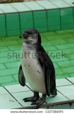 a penguin at a pool