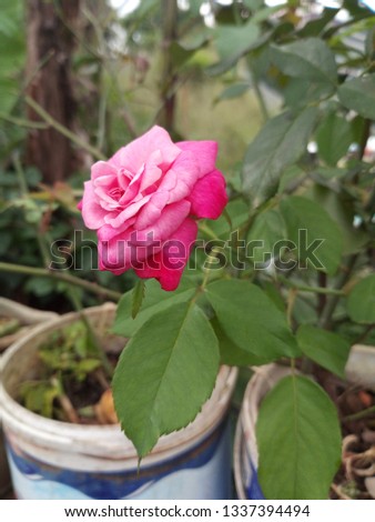 rose flower in the garden